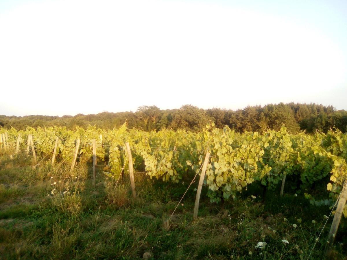Mas Des Vignes Piscine Chauffee Le Champ-Saint-Pere Exterior foto